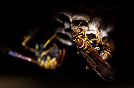 a picture of a wasp 2