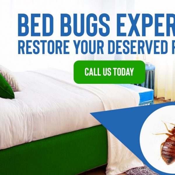 PEST CONTROL SERVICES IN KISUMU.