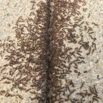 Ants Control