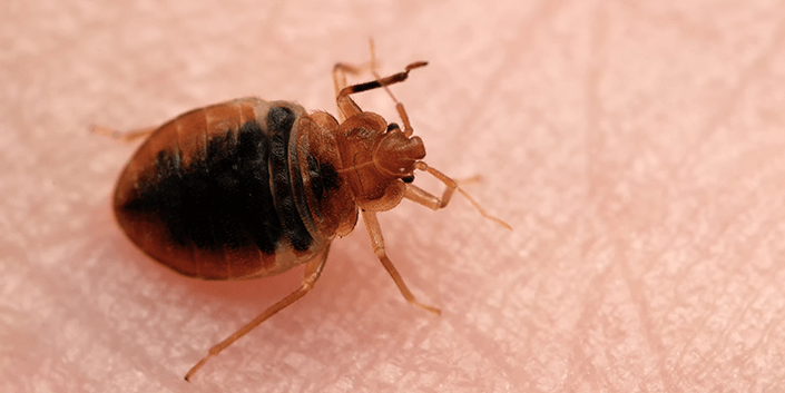bed bugs